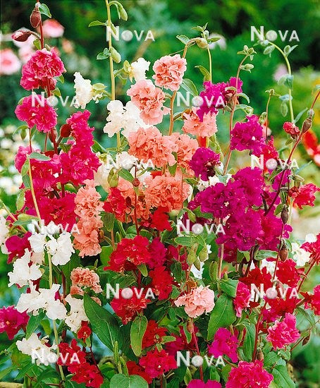 CLARKIA ELEGANS MIXED SEEDS